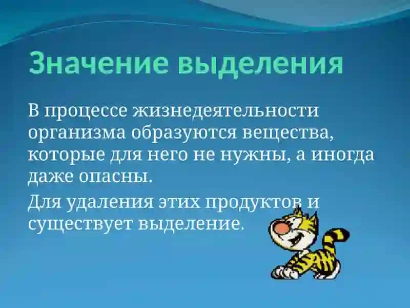 Органы Выделение 3