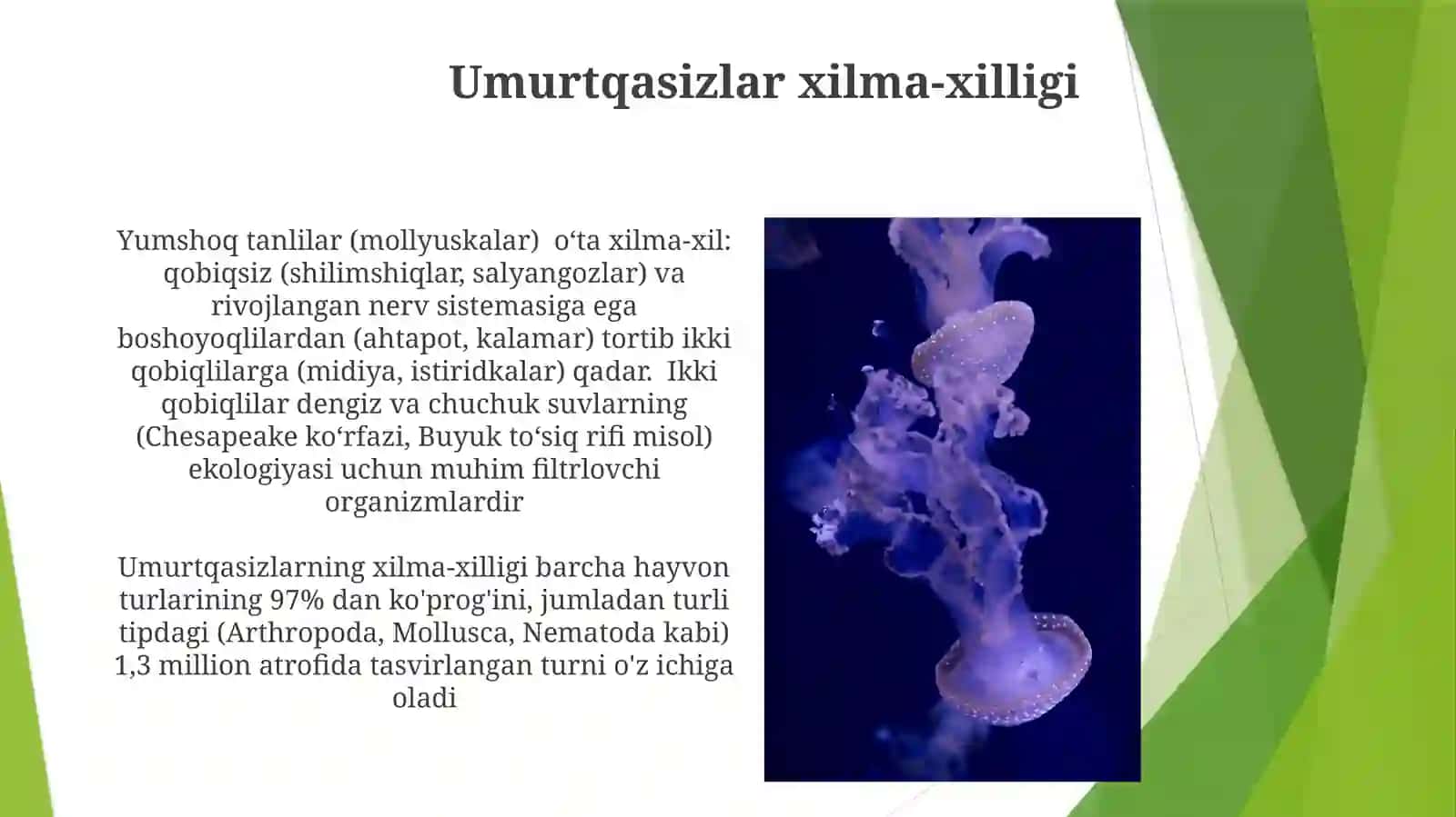 Umurtqasiz hayvonlar 3