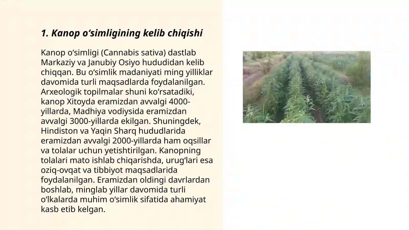 Kanop oʻsimligi 3