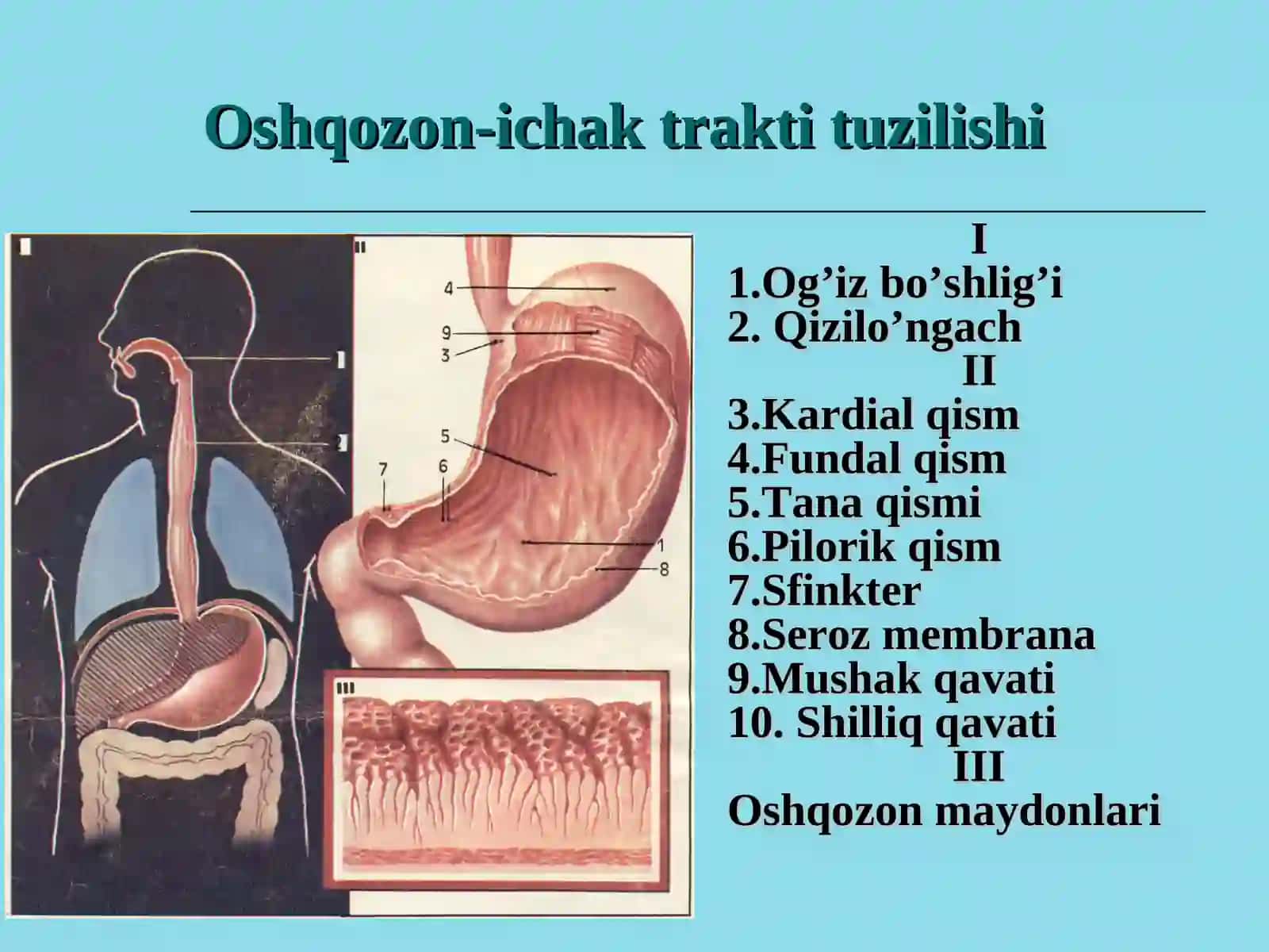 Oshqozon va o’n ikki barmoqli ichak yara kasalligi 3