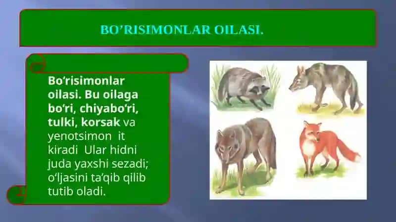 Yirtqich sutemizuvchilar turkumi 3