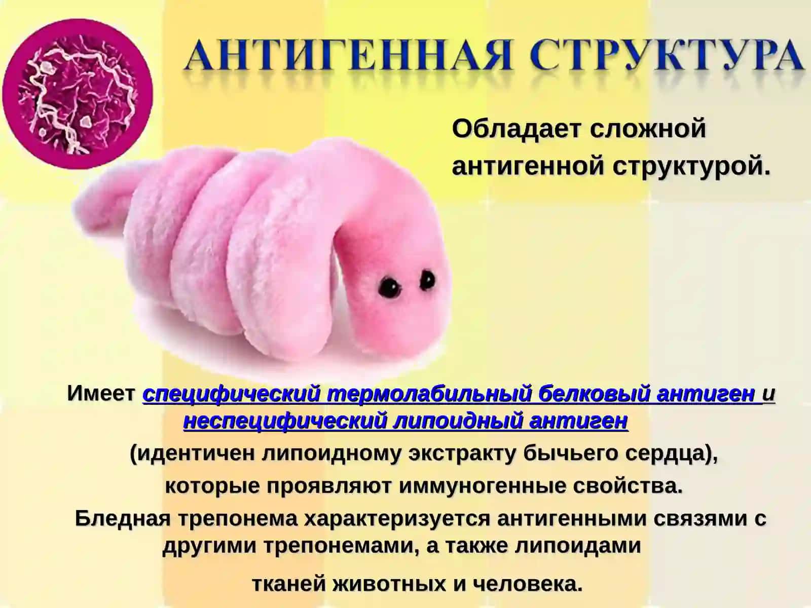 Сифилис– инфекционное венерическое заболевание 3