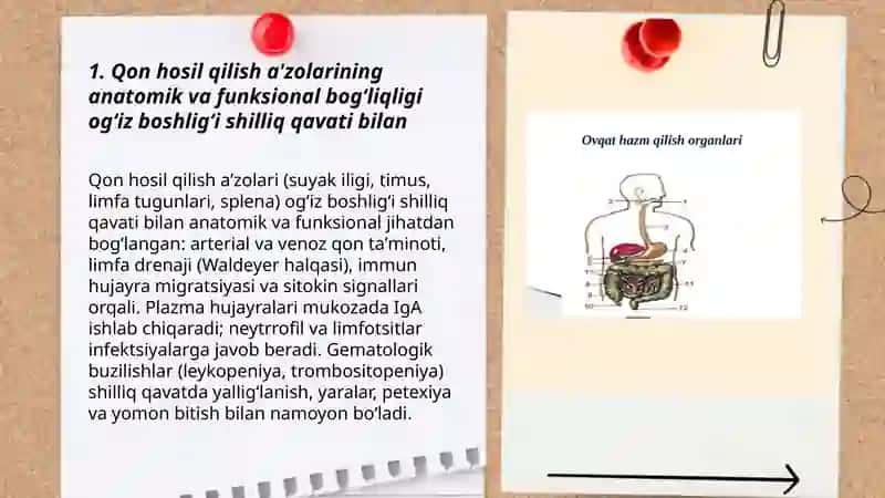 Qon Hosil Qilish A'zolari 3