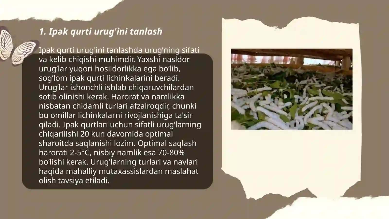 Ipak qurti urug'chiligi va naslchilik ishlari 3