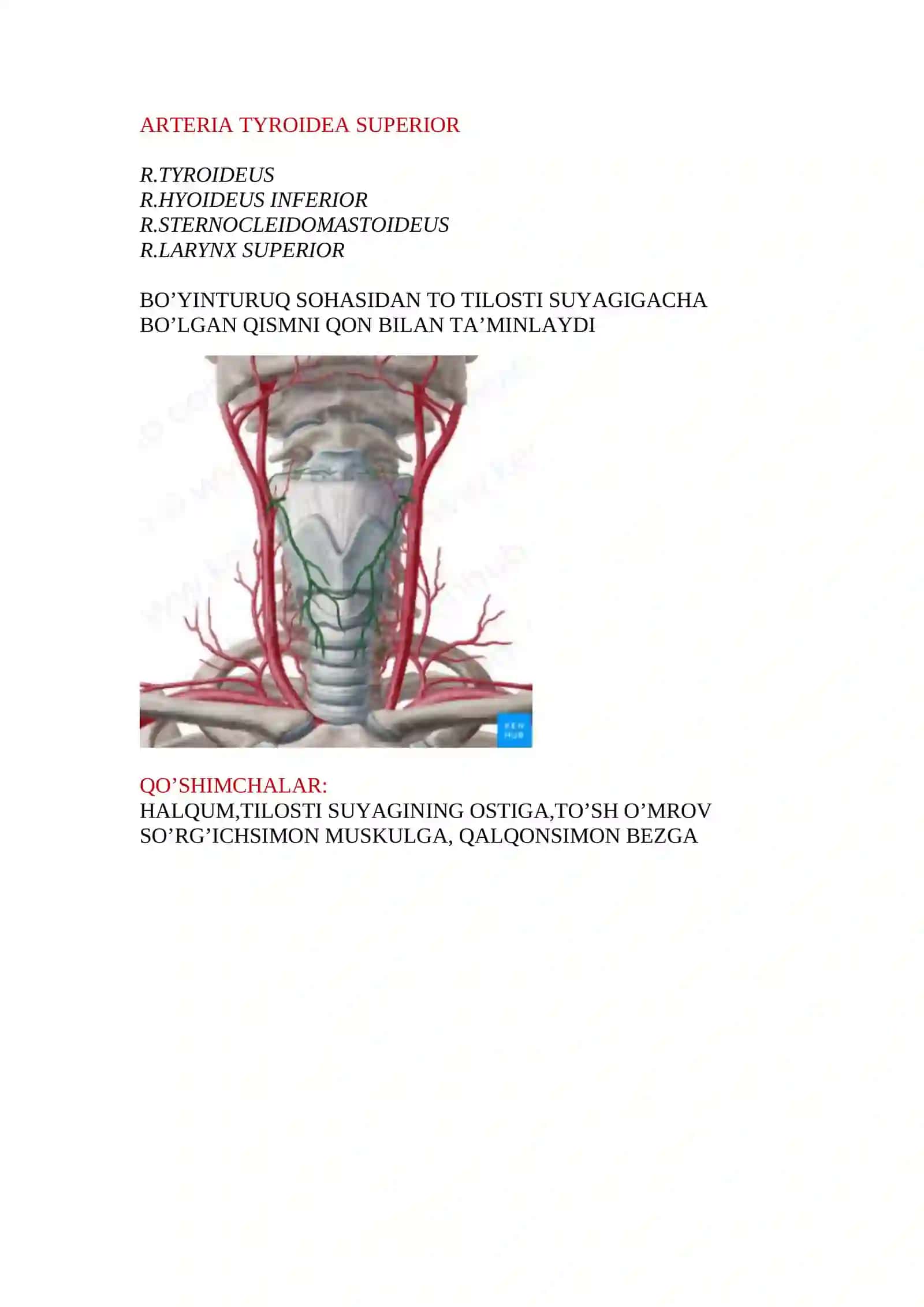 Tashqi uyqu arteriasi 3