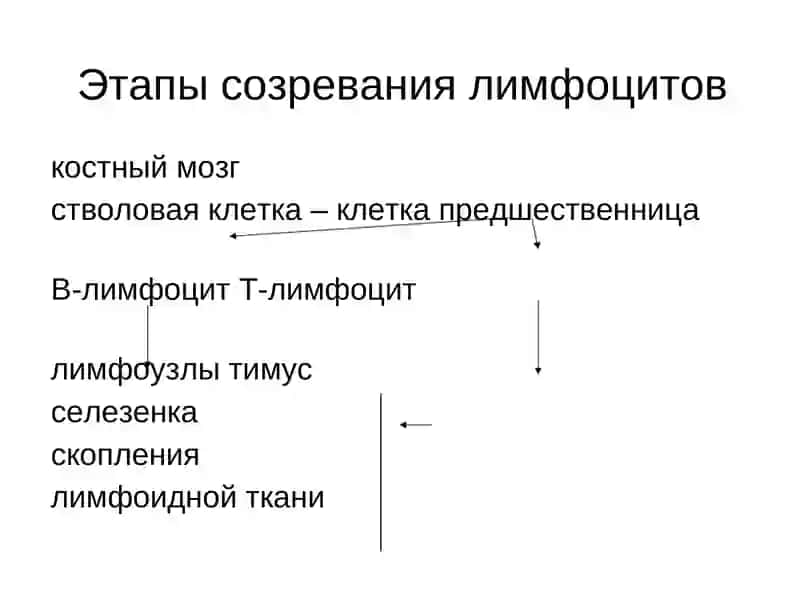 Лимфопролиферативные заболевания 3