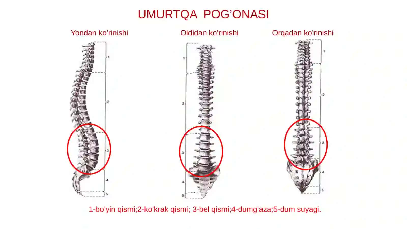 11-mavzu:Tayanch-harakat apparati xususiyatlari 3