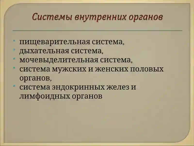 Спланхнология 3
