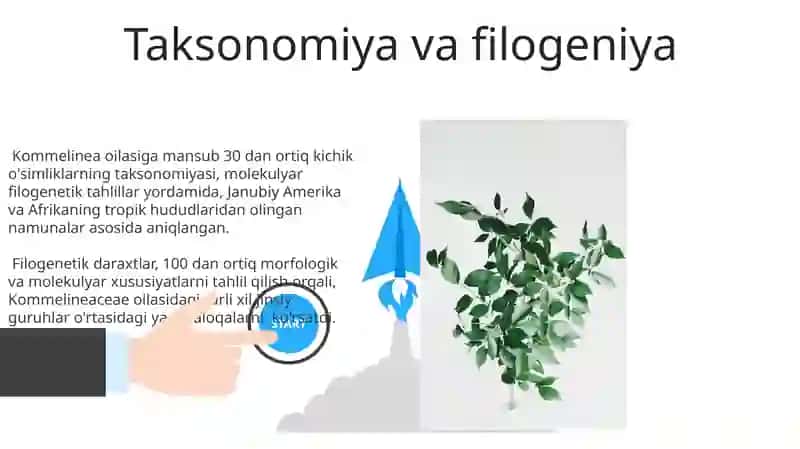 Kichik Kommelinaceae qarindoshlari 3