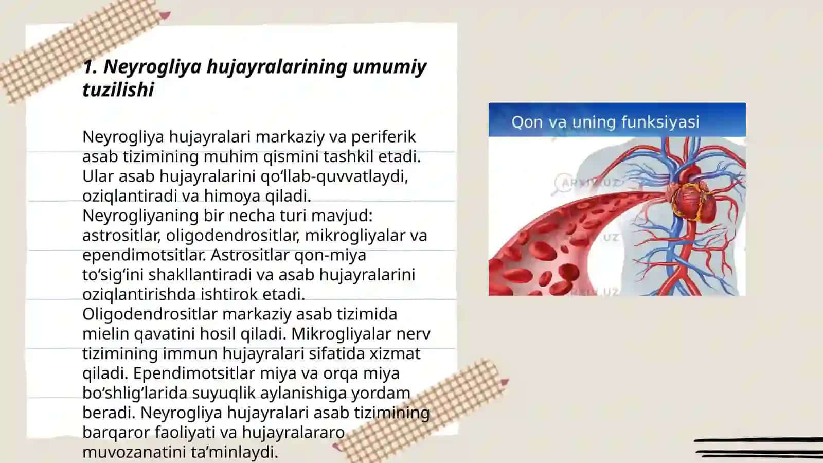 Neyrogliya hujayralarining xillari va funksiyalari 3