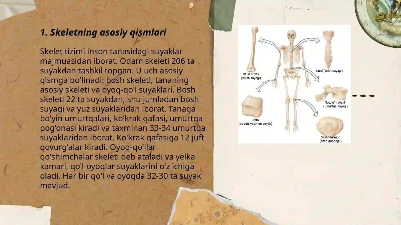 Odamskelet 3