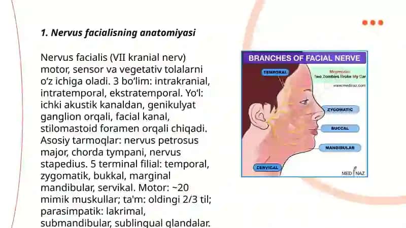 Nervus facialis yuz nervi 3
