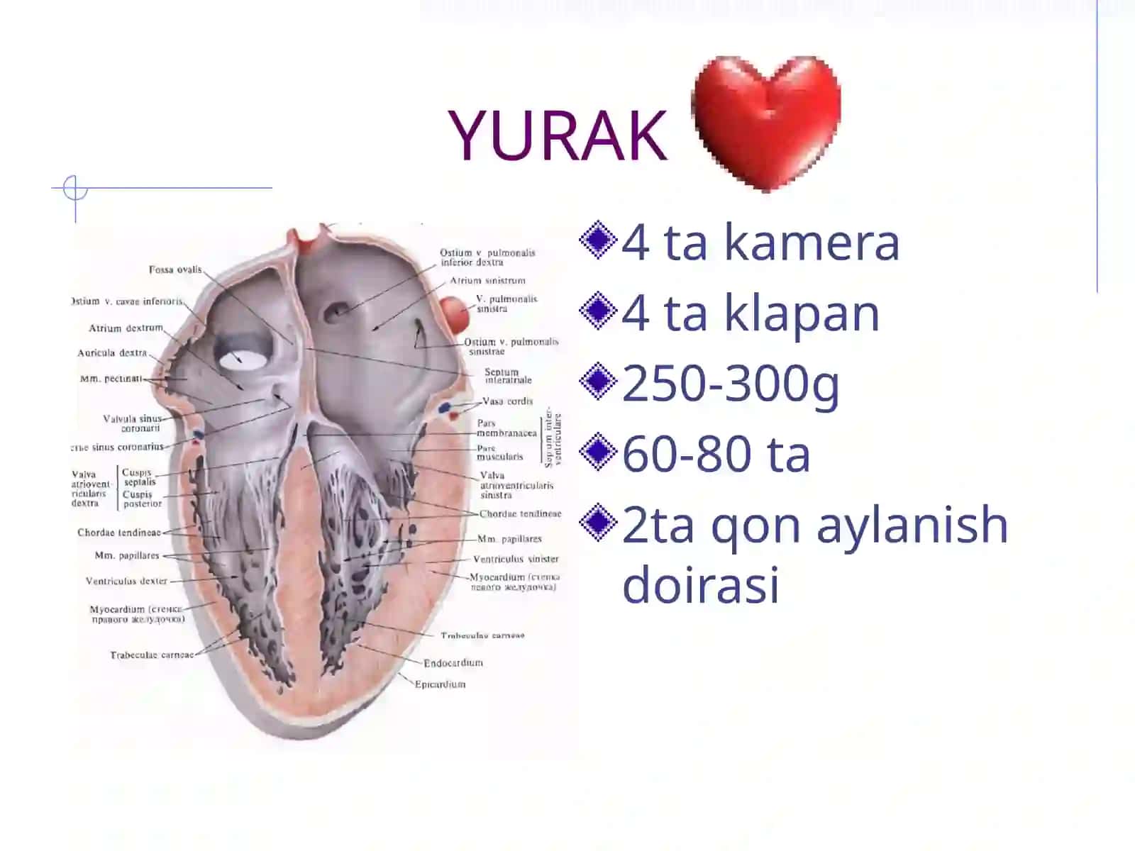 Yurak - qon tomir kasalliklarida bemorni tekshirish usullari 3