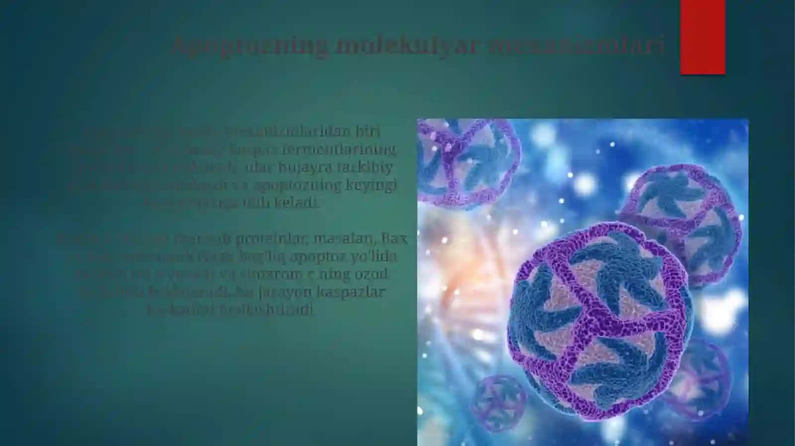 Hujayra apoptozi 3