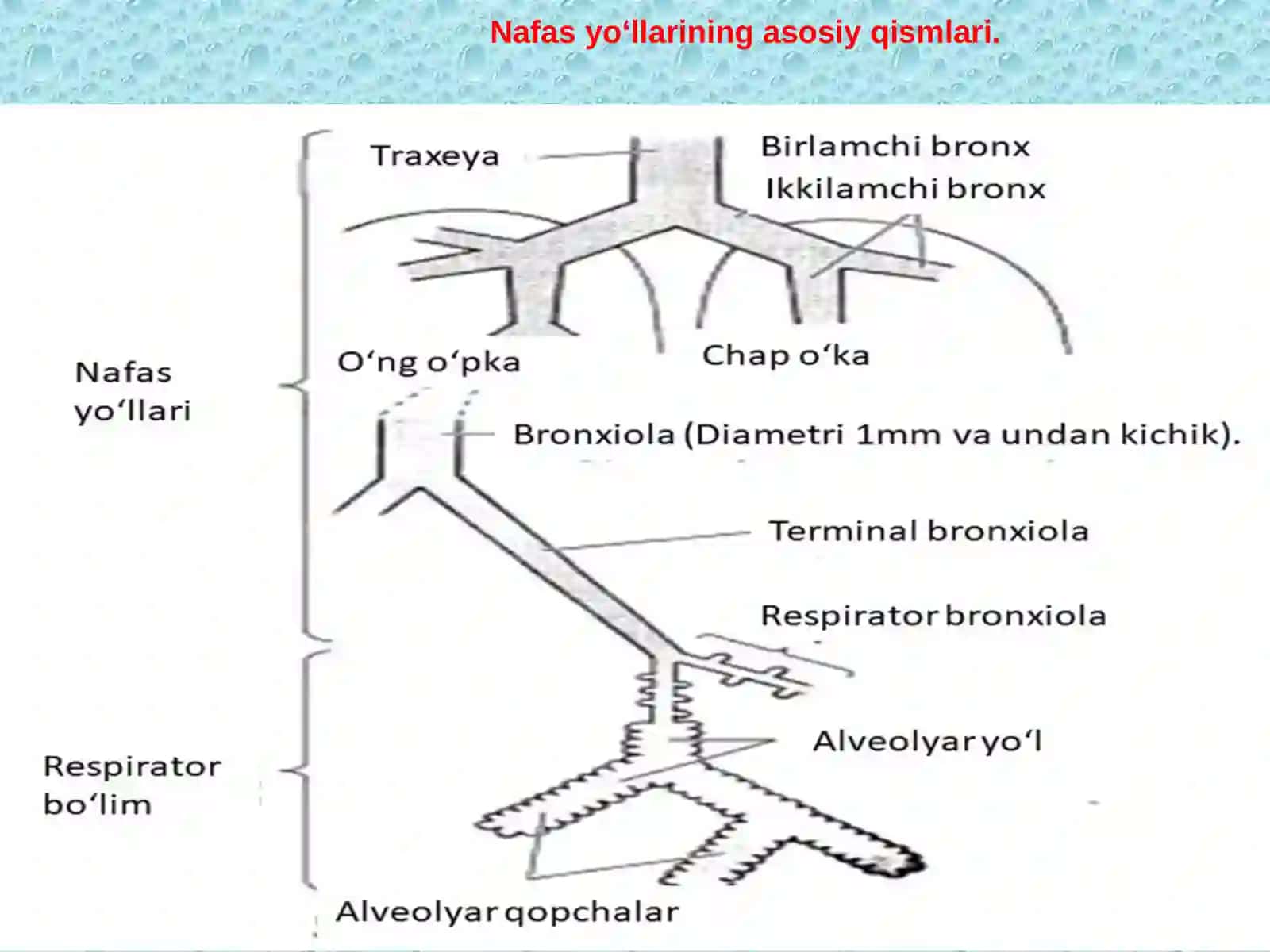 Nafas yo‘llarining asosiy qismlari 3