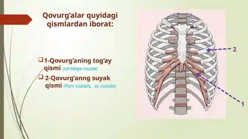Qovurg’alar, to'sh va oʻmrov suyagi 3