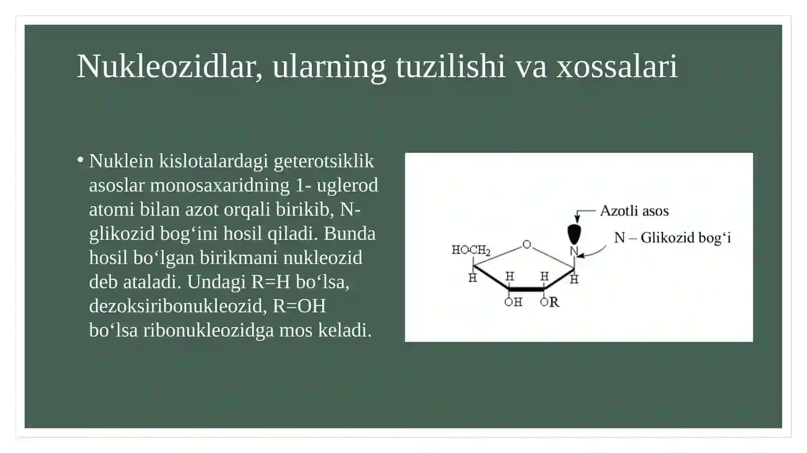Nukleozidlar. Nukleotedlar 3