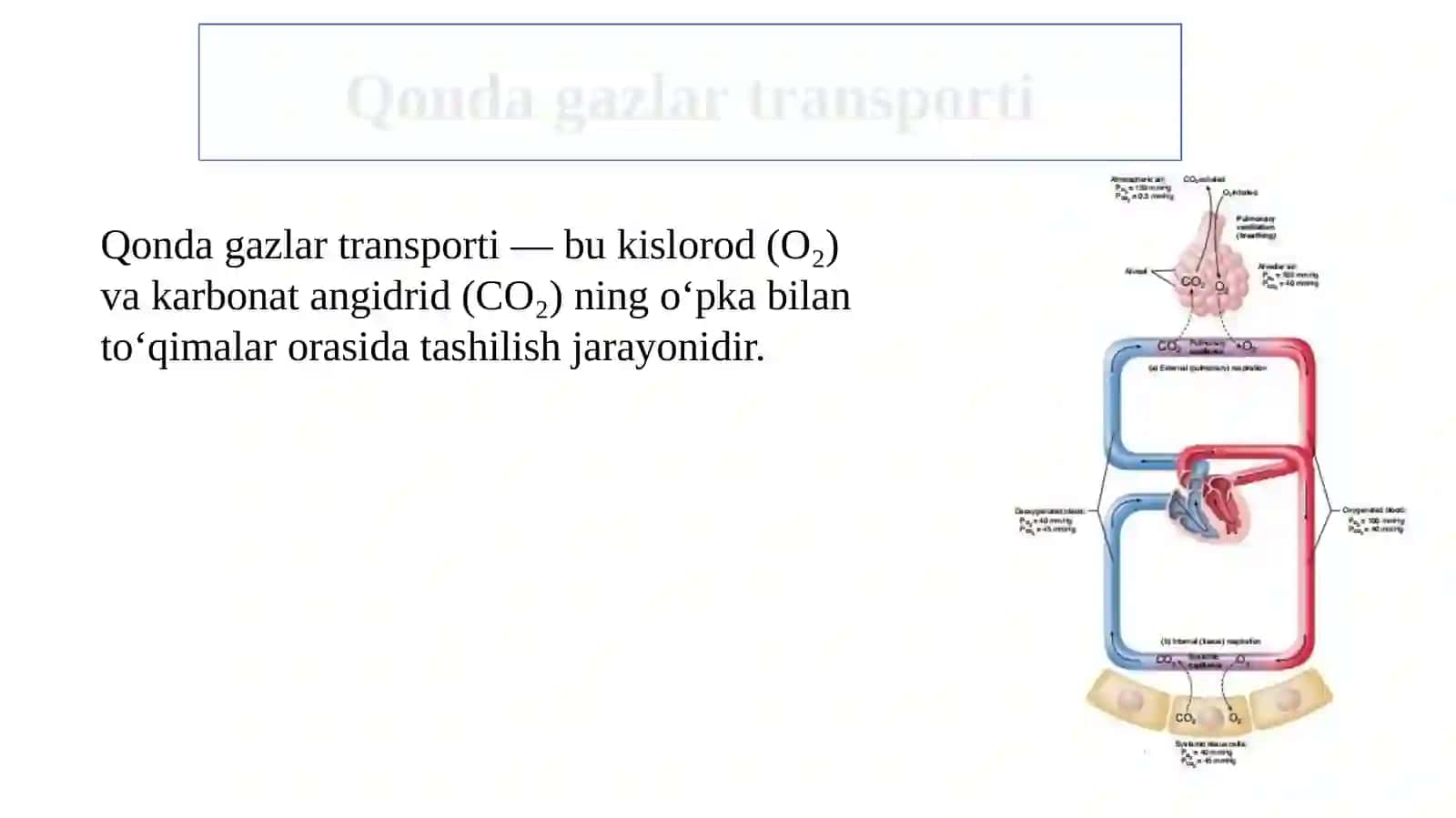 Gazlarning qonda tashilishi. Nafasning boshqarilishi 3