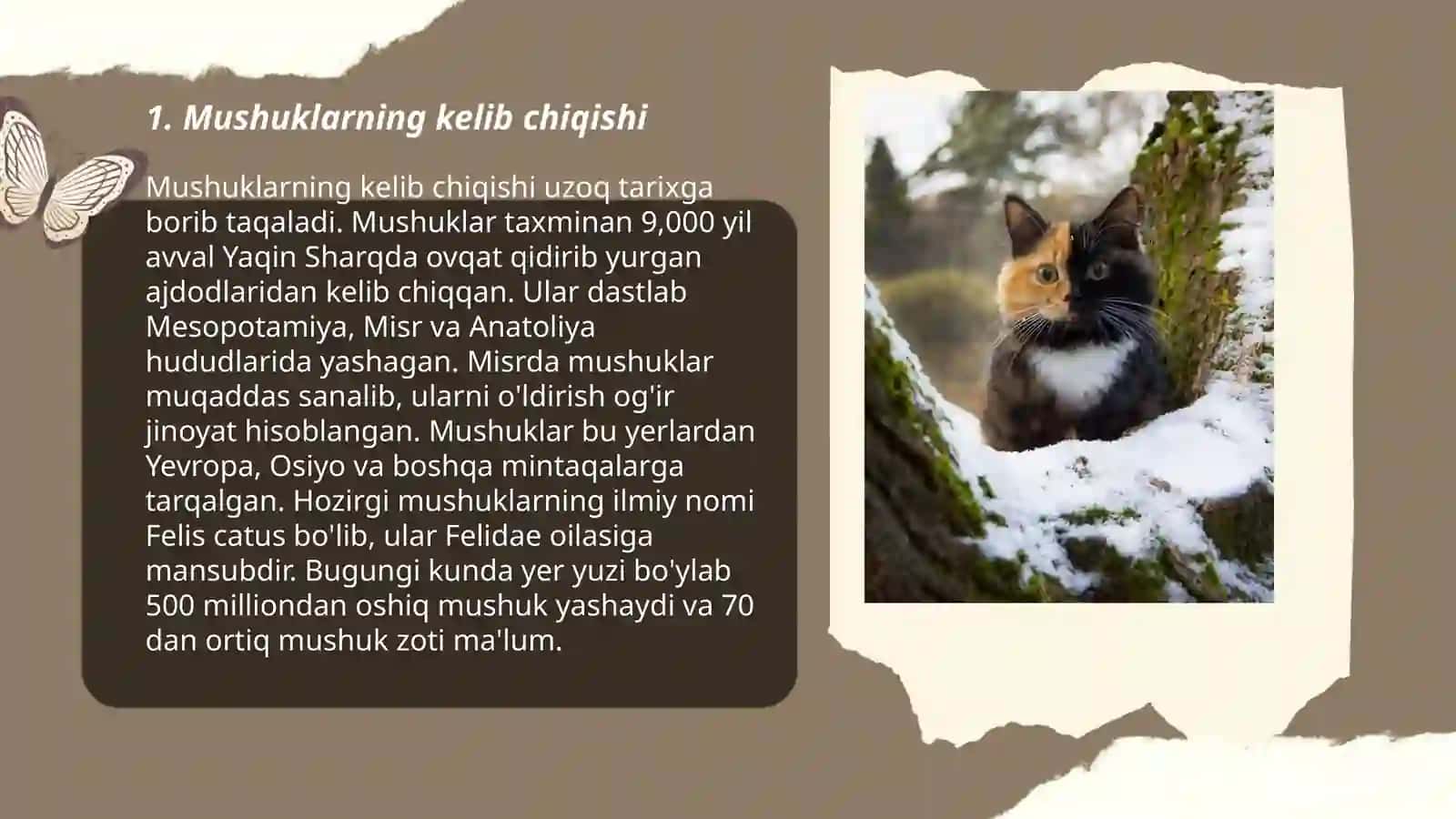 mushuklar 3