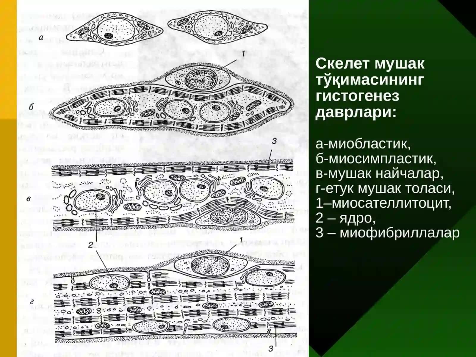 МУШАК ТЎҚИМАСИ 3