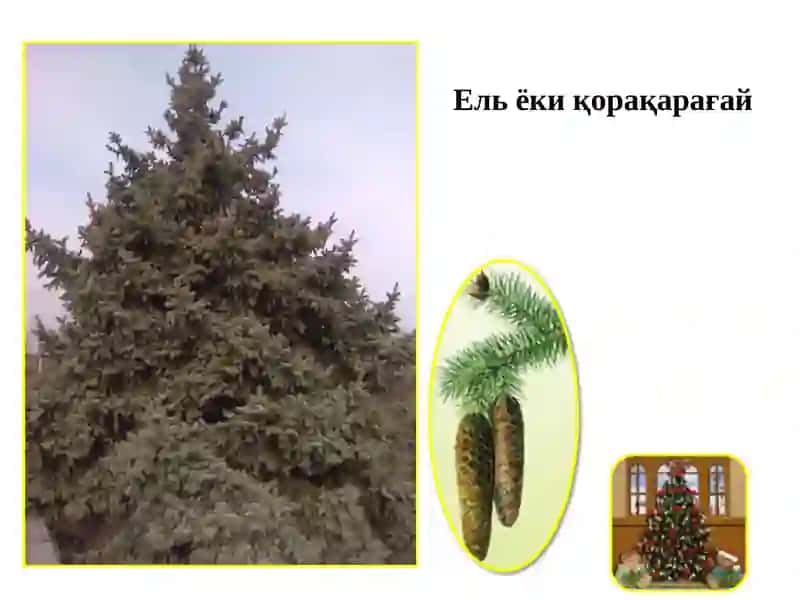 Ель ёки қорақарағай 3