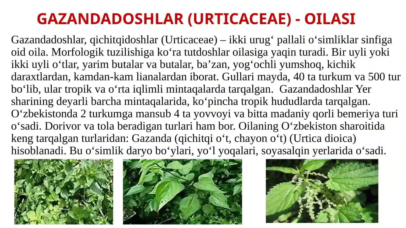 GAZANDA DOSHLAR VA VALERIANADOSHLARNING DORIVOR XUSUSIYATLARI 3