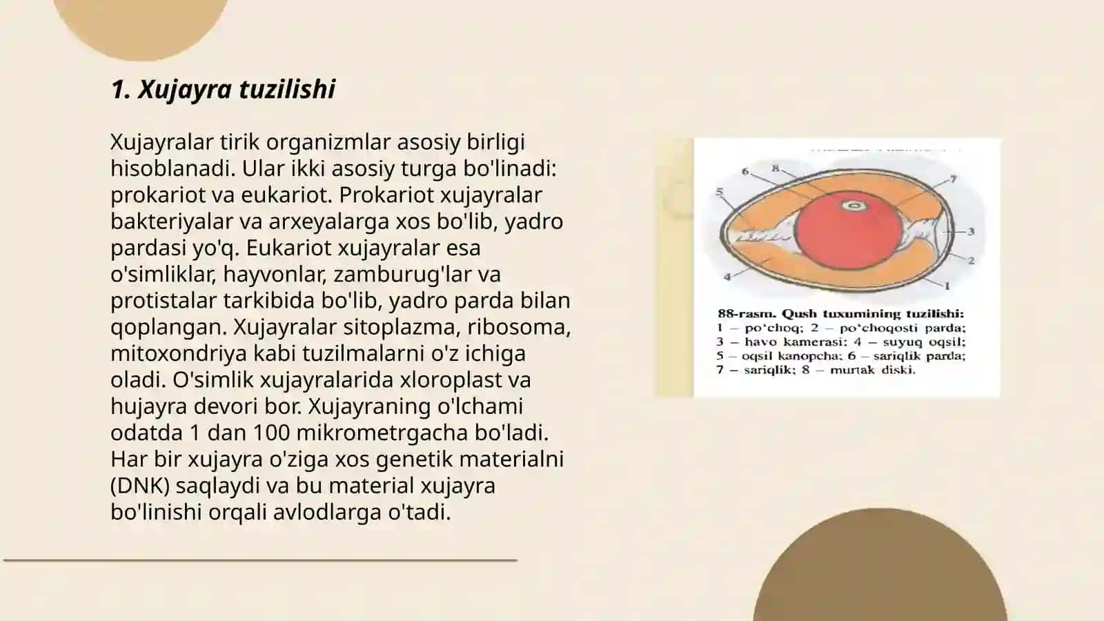 Xujayra tuzilishi 3