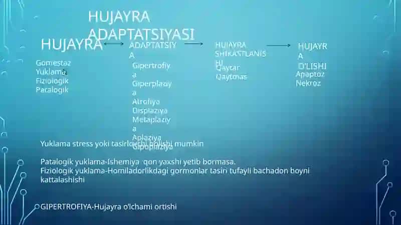 HUJAYRA SHIKASTLANISHI 3