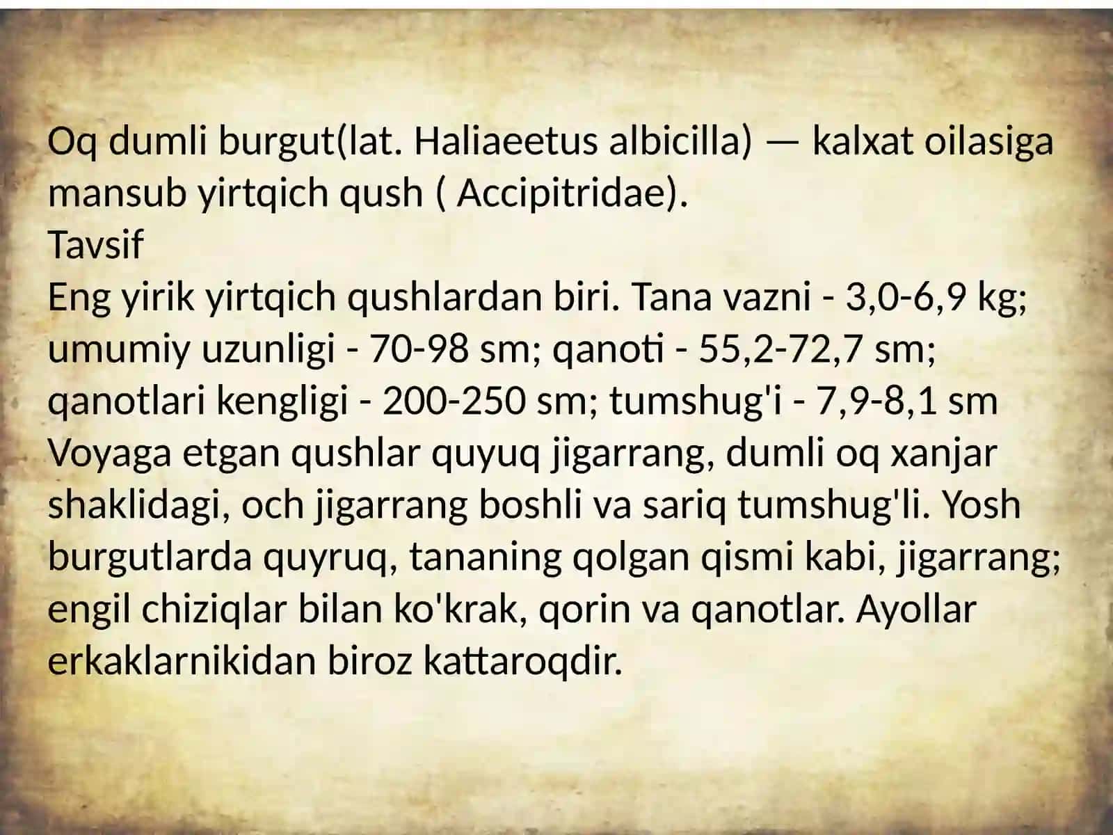 Oq dumli burgut, Haliaeetus albicilla 3
