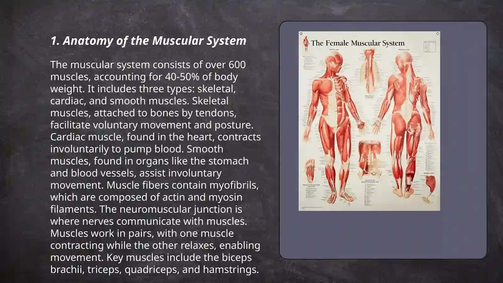 Muscular system 3