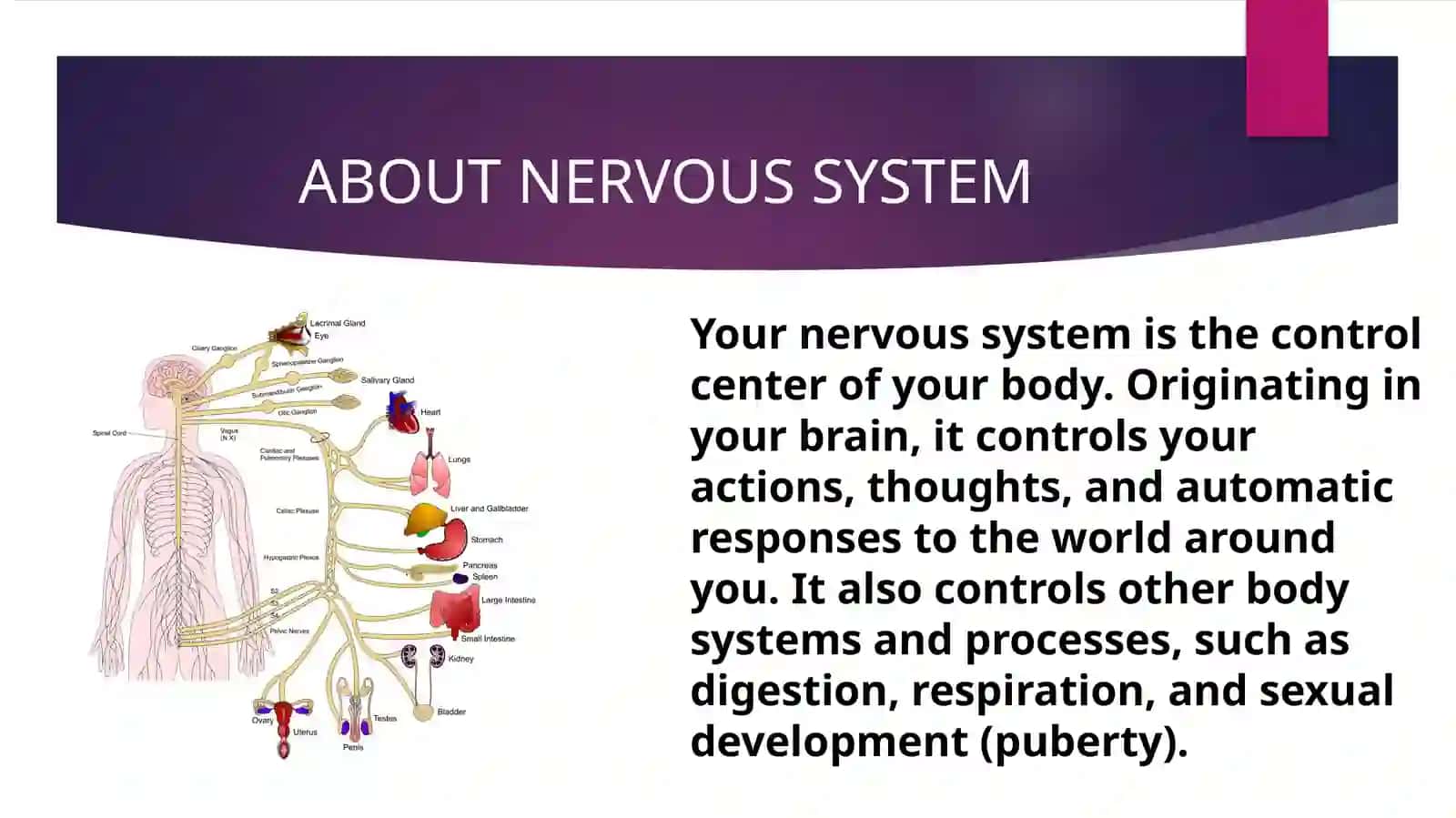 BRAIN AND ANERVOUS SYSTEM 3