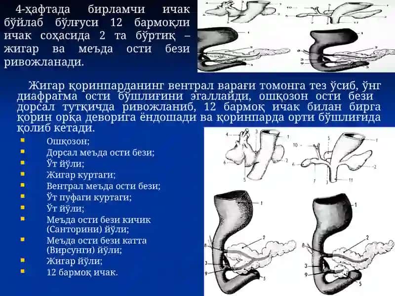 Қорин бўшлиғининг жарроҳлик анатомияси Лапаротомиялар. 3