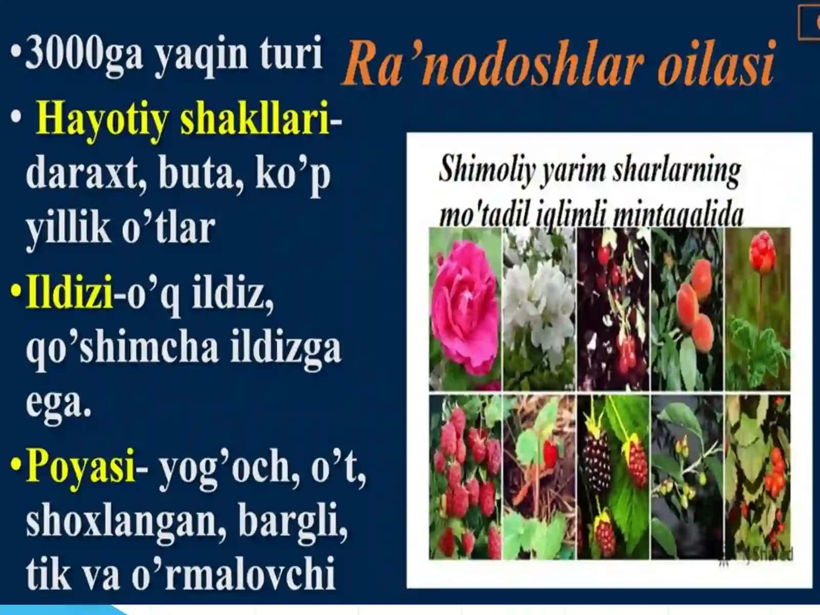 Ra’nodoshlar,karamdoshlar,sho’radoshlar,gulhayridoshlar 3