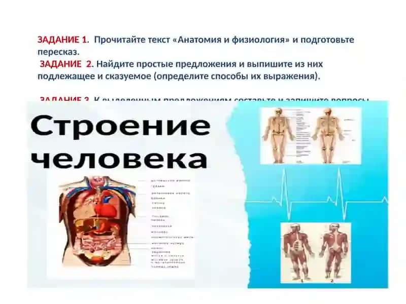 Анатомия и физиология 3