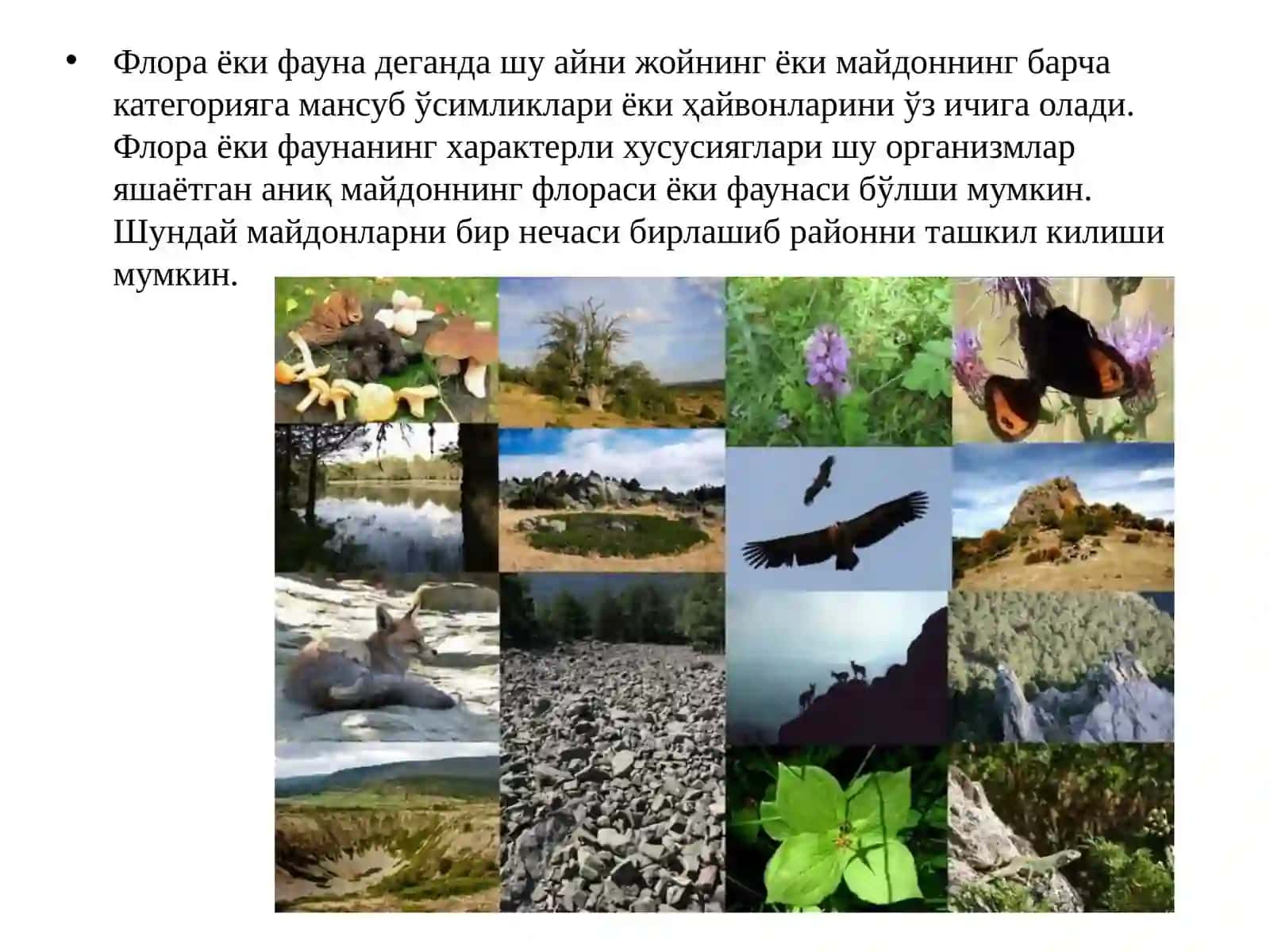 Флора ва фауна 3