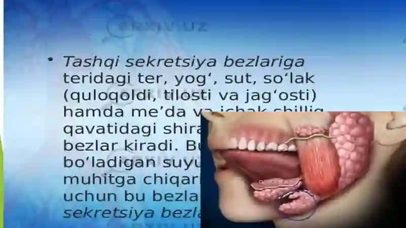 Sekretsiya Bezlari 3