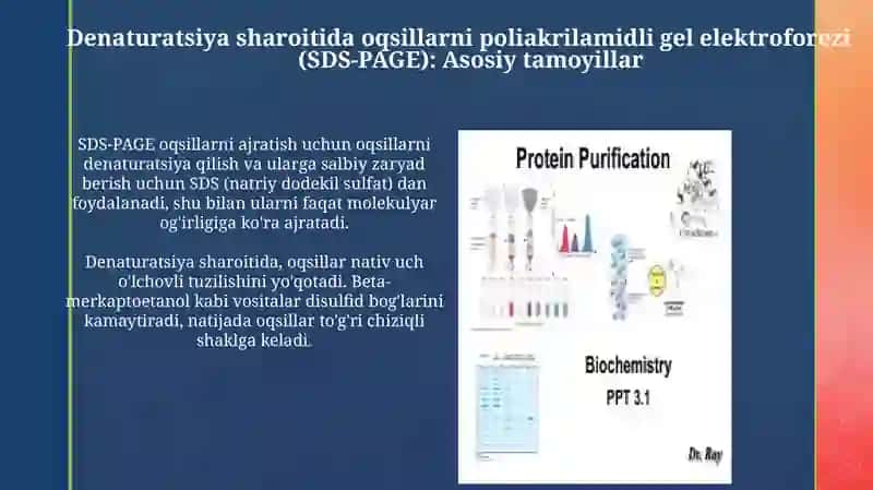 SDS-PAGE amaliyoti: tayyorlash, yugurish va bo'yash 3