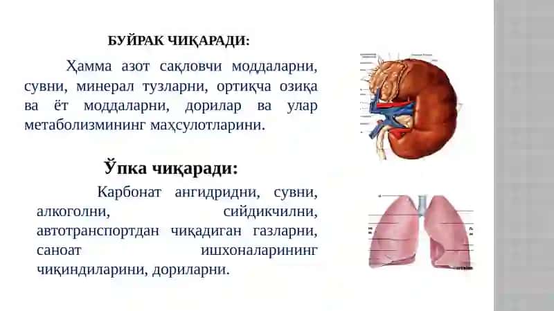 Органларди нозорати 3