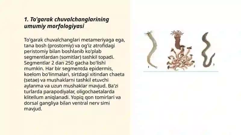 To'garak chuvalchanglar tipi 3