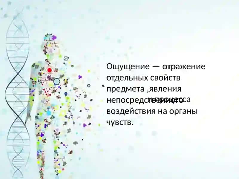Познавательные процесси:ощущение 3