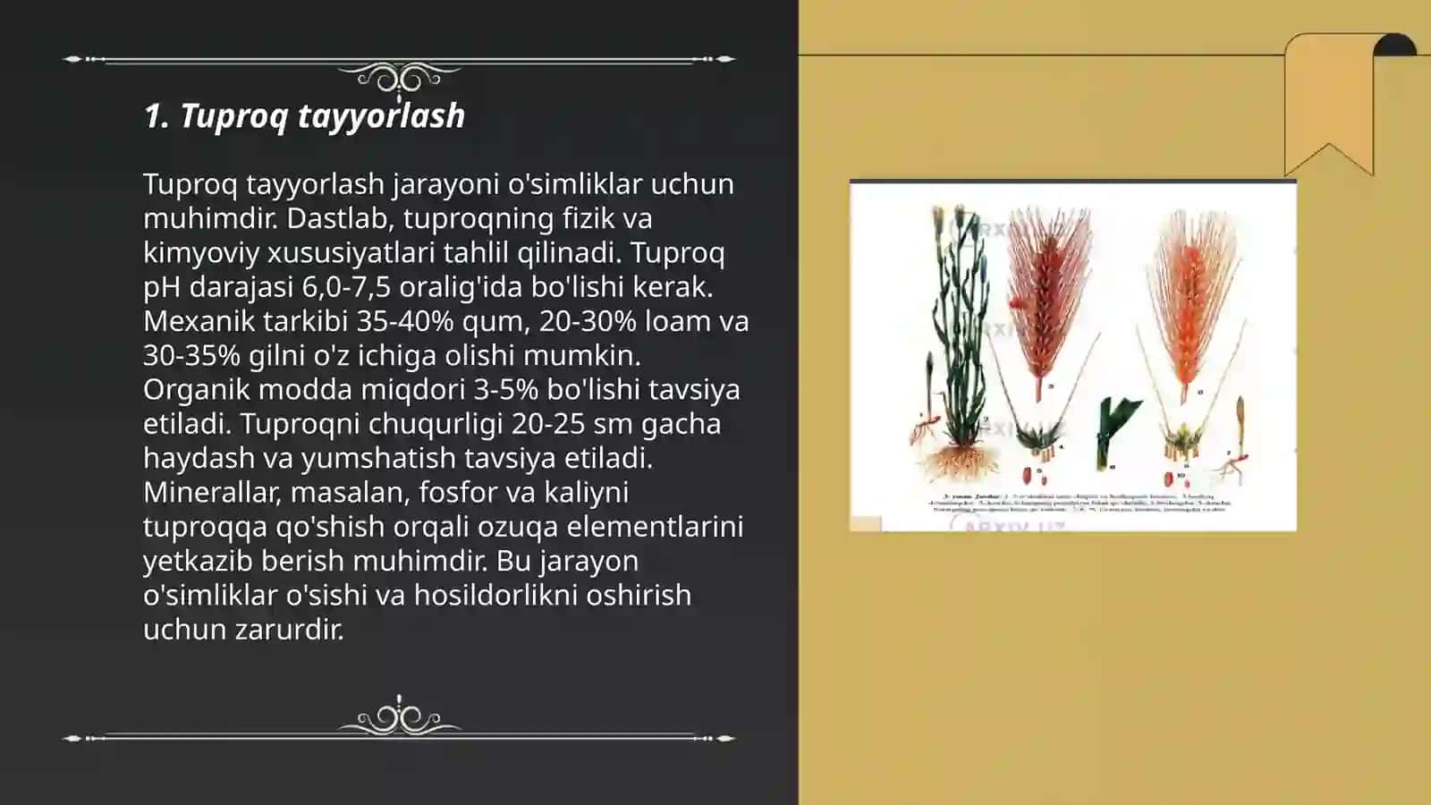 Bugʻdoy yetishtirish texnologiyasi 3