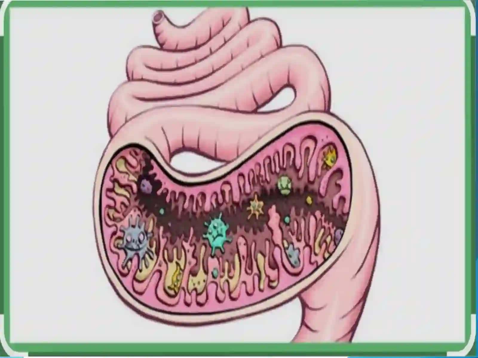 Ichaklarbiotsenozihaqidatushuncha 3