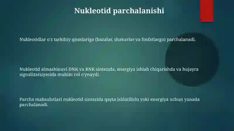 Nukleotidlar almashinuvi 3
