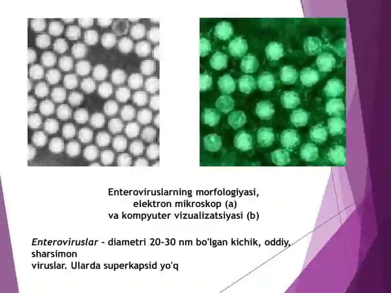 Enteroviruslarning morfologiyasi 3