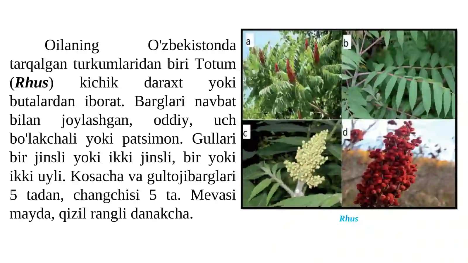 Pistadoshlar oilasi 3