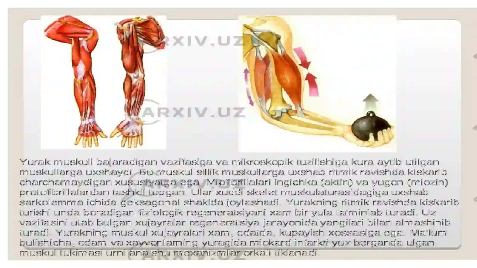 Mushaklar to'g'risida umumiy ma'lumotlar 3