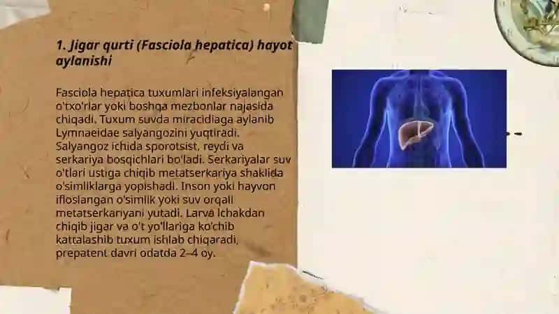 So'rg'ichlilar odam parazitlari 3