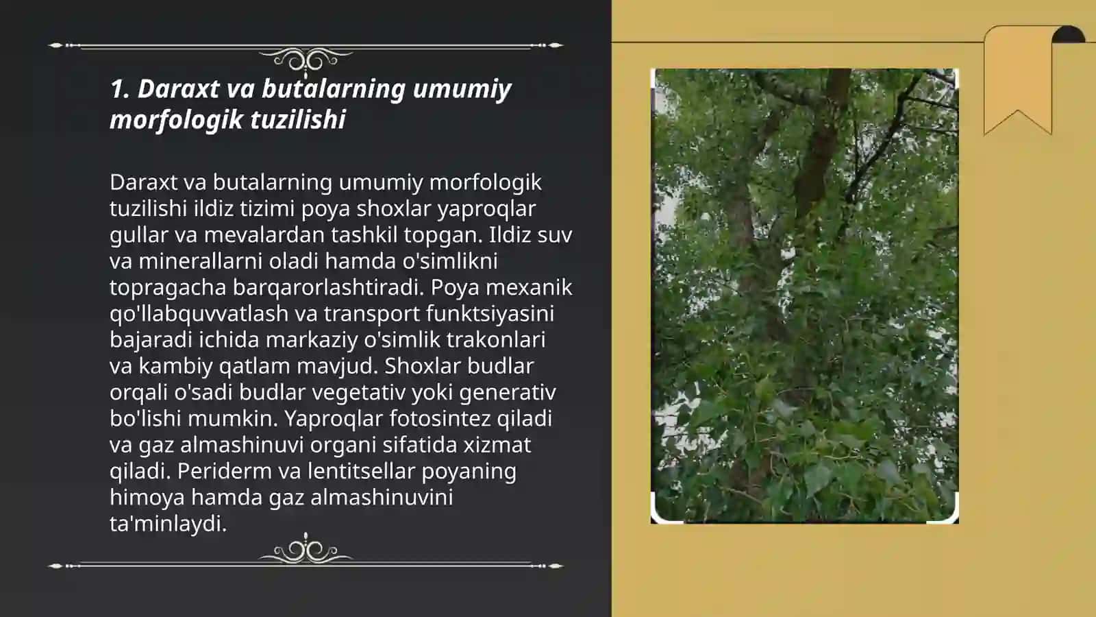 Daraxt va butalarning biomorfologik xususiyatlari 3