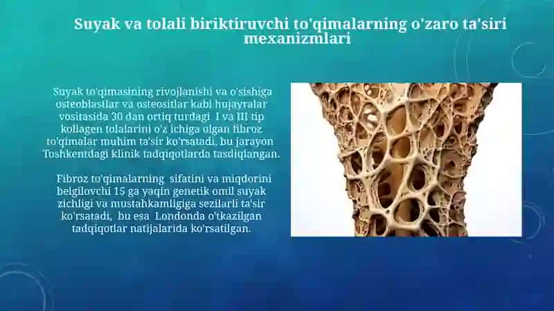Suyak va tolali biriktiruvchi toʻqimalar 3