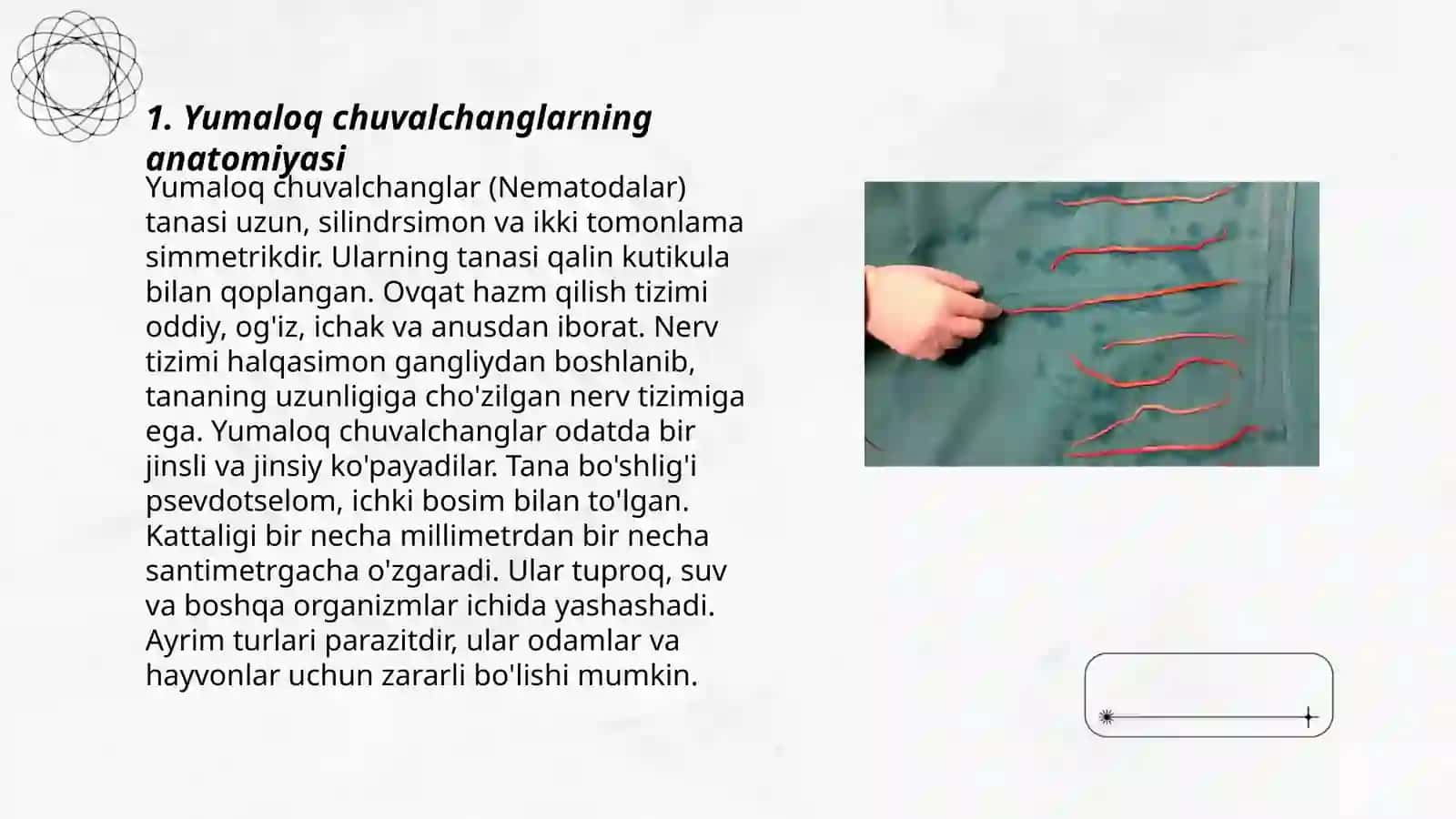 Yumaloq chuvalchanglar anatomiyasi 3
